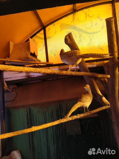 Фазаны,павлины,горлицы,инкубационное яйцо