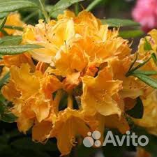 Рододендрон