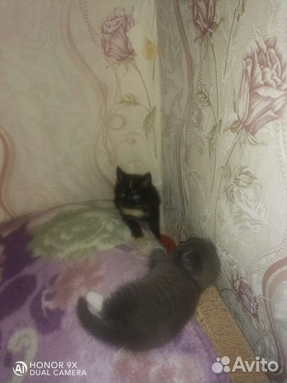 Кошка в дар бесплатно
