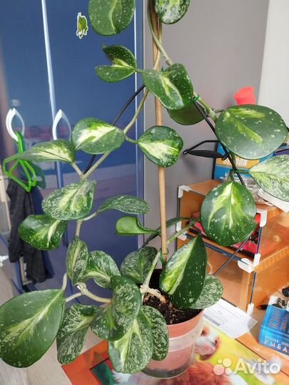 Хойя обовата сплеш вариегата