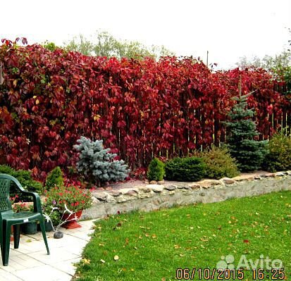 Девичий виноград-лиана