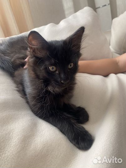 Котёнок мальчик в добрые руки