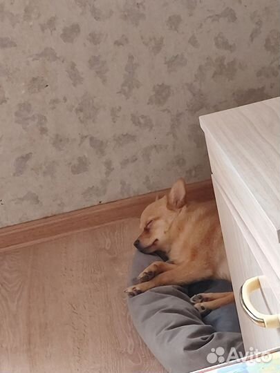 Щенок, чихошпиц