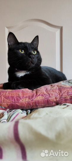 Котик Давид в добрые ручки