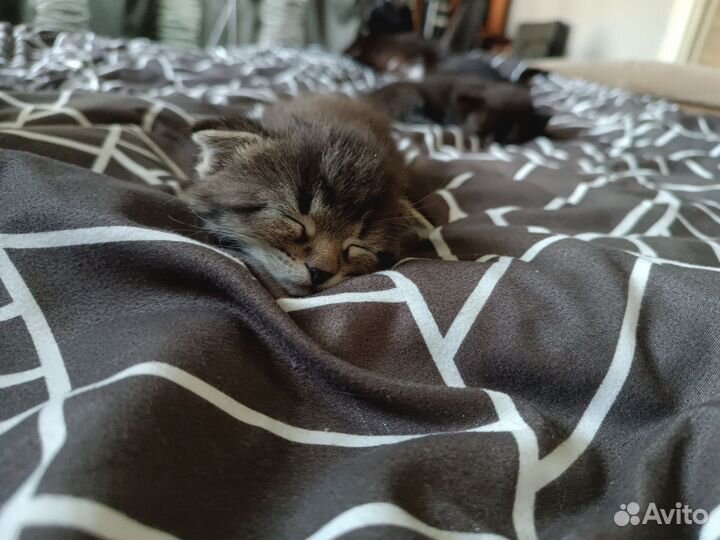 Отдам бесплатно котят в добрые руки (мальчики)