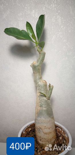 Адениум арабикум