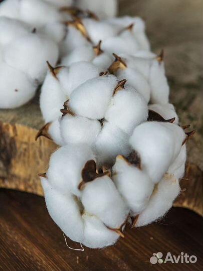 Гипсофила сухоцвет