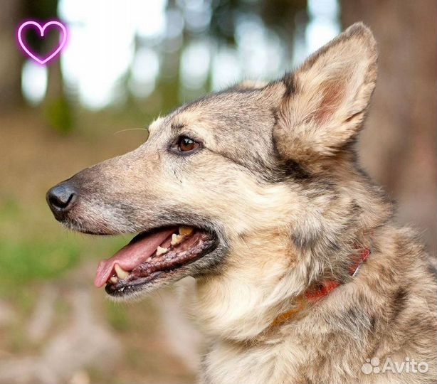 Собака в добрые руки