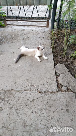 Турецкая ангора