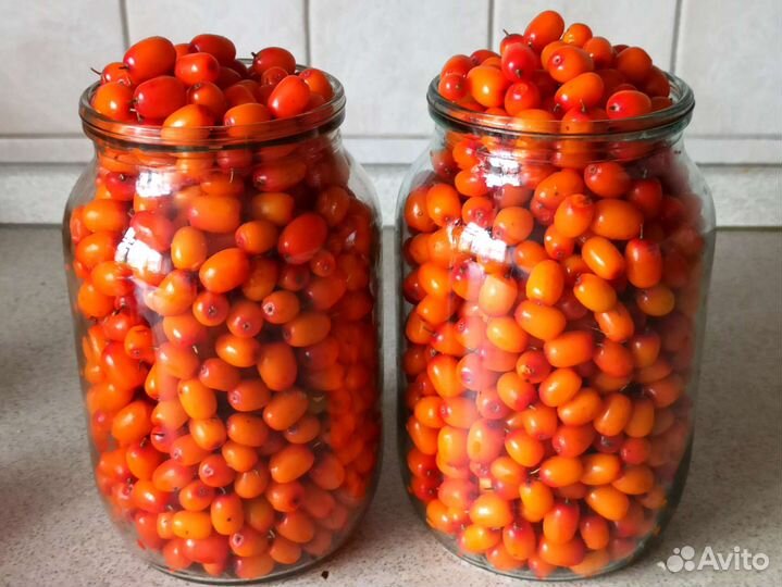 Облепиха саженцы мальчик и девочка