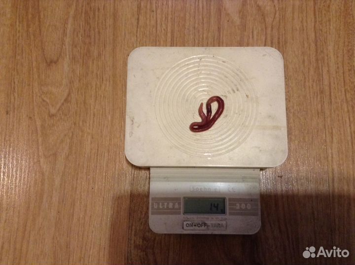 Черви Дендробена для рыбалки и разведения