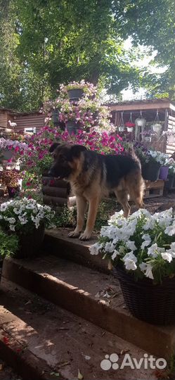 Немецкая овчарка щенки