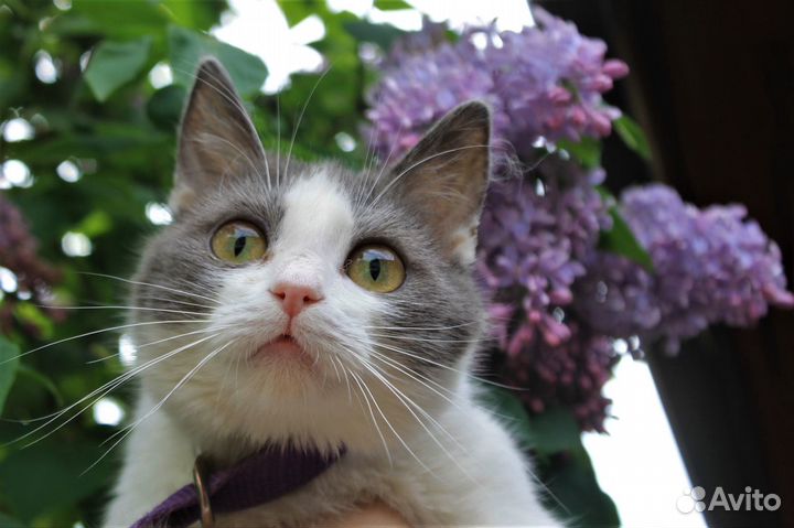 Том ищет дом