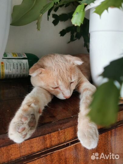 Шотландец вислоухий