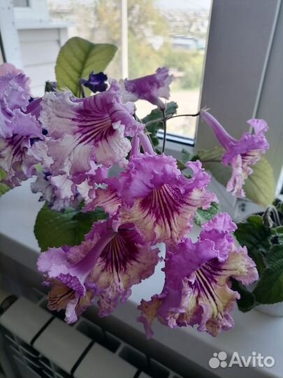 Детки стрептокарпусов