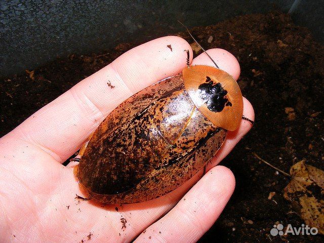 Продаются крупные тараканы Archimandrita tesselata