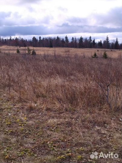 Охота и рыбалка