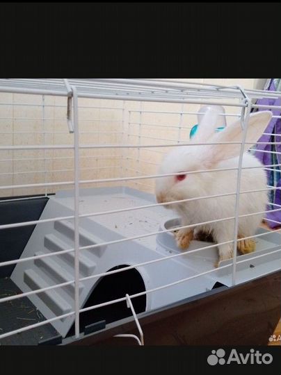 Клетка для кролика