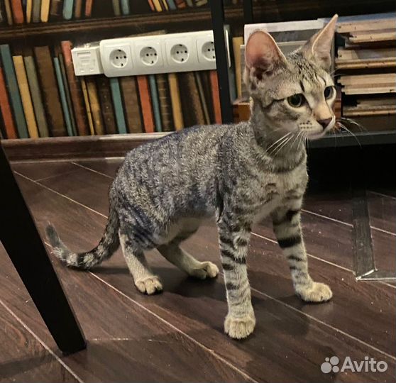 Котята в дар спасение с теплотрассы