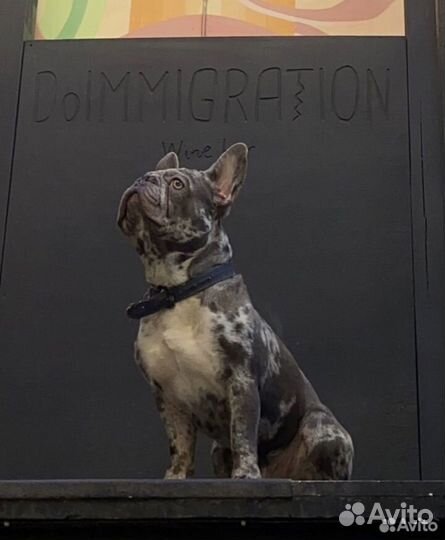 Французский бульдог голубой мерле