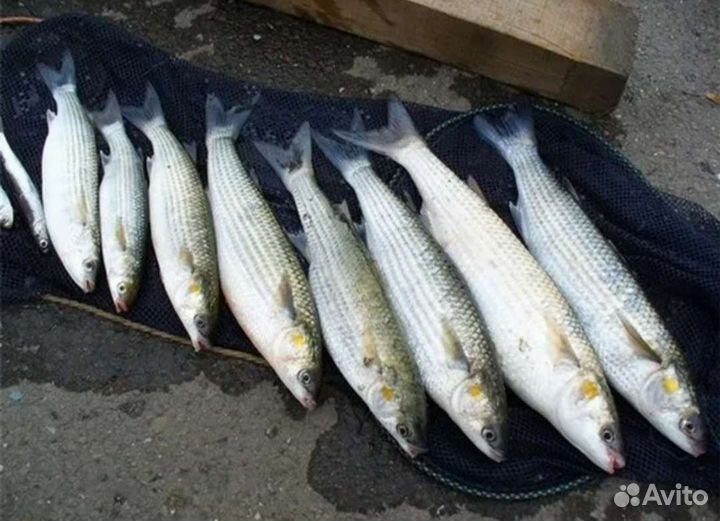 Кефаль рыба