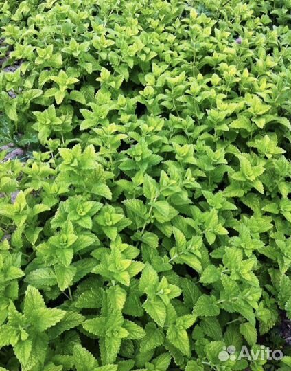 Продаю мяту