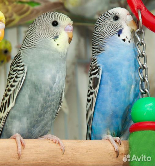 Лучшие Волнистые попугаи птенцы для Вас