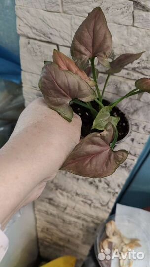 Сингониум малиновый крем