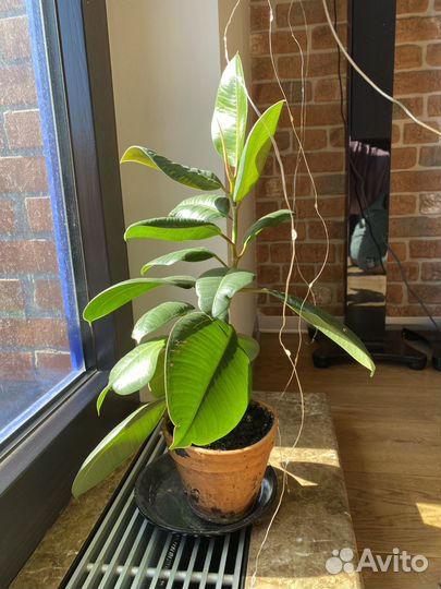 Фикус Эластика каучуконосный большой
