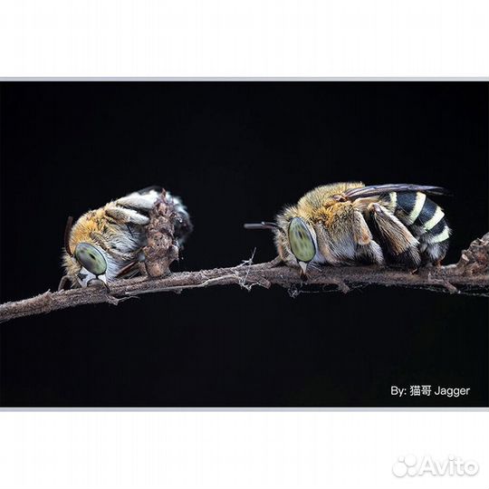 Объектив TTArtisan 40mm F2.8 Macro на все