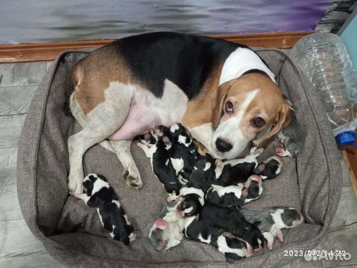 Щенки Бигль