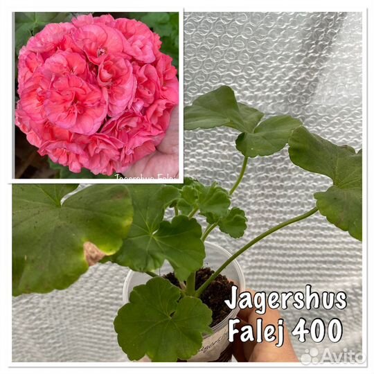 Пеларгония герань