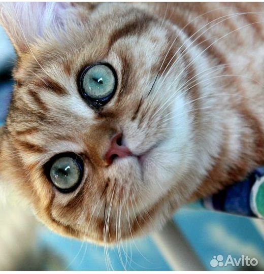 Роскошный Джастин, 9 лет, золотой мрамор