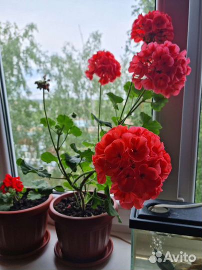 Пеларгония герань