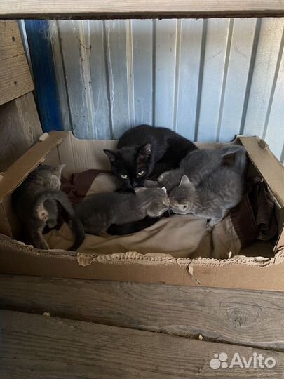 Русская голубая отдам