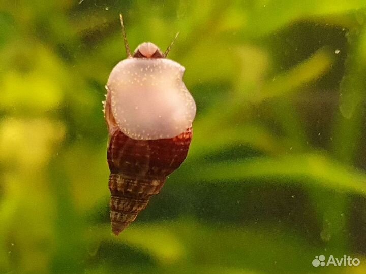 Улитки мелании