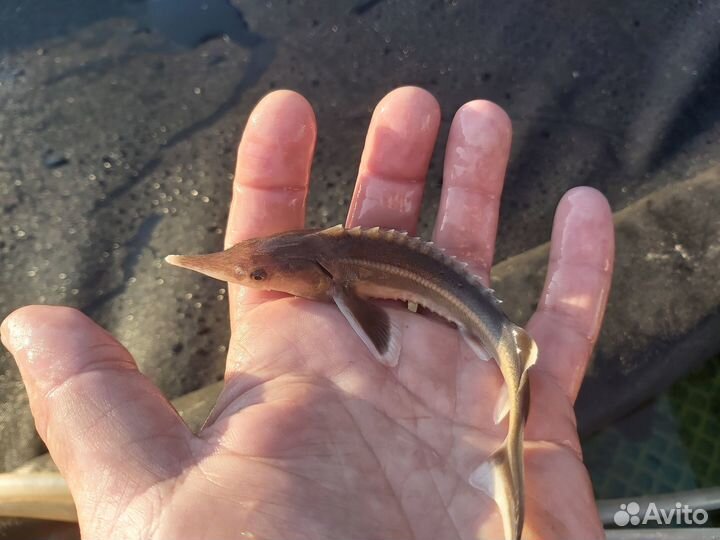 Малёк царской рыбы