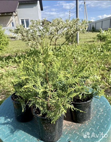 Саженцы роз, туй