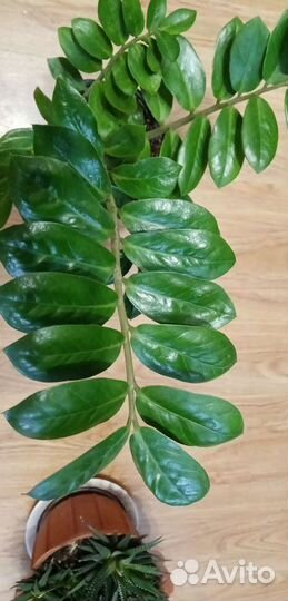 Замиокулькас