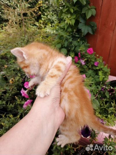 Котята
