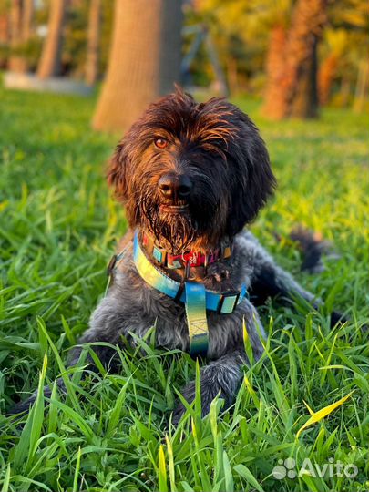 Собаки в дар