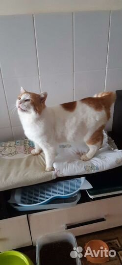 Кот-бегемот