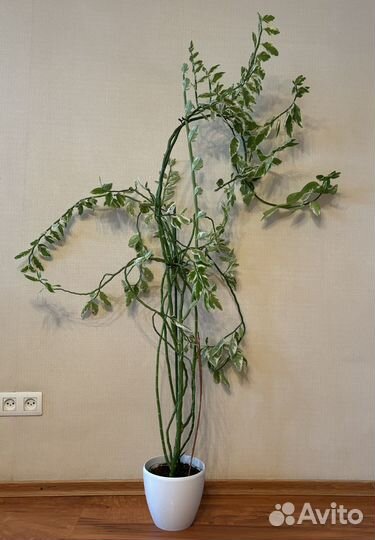 Педилантус