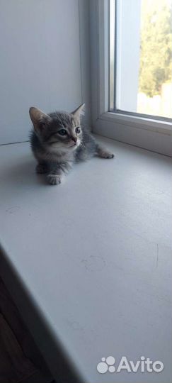 Кошки в добрые руки