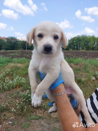 Метис щенок девочка