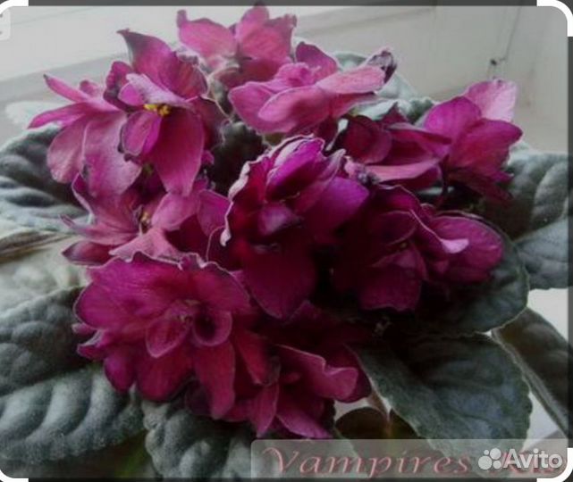 Сортовые фиалочки