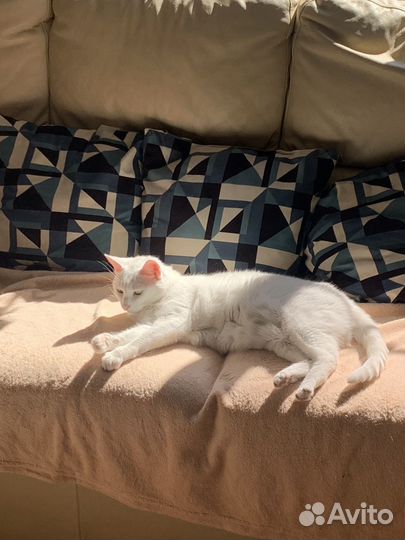 Кошечка аська