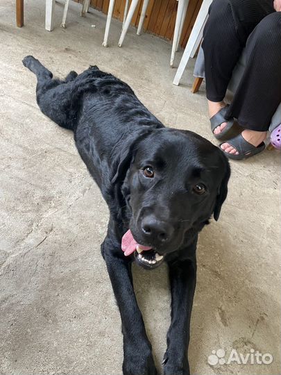 Кобель лабрадора вязка