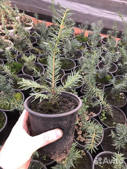 Тис ягодный