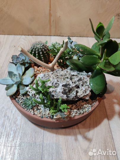 Композиция из суккулентов